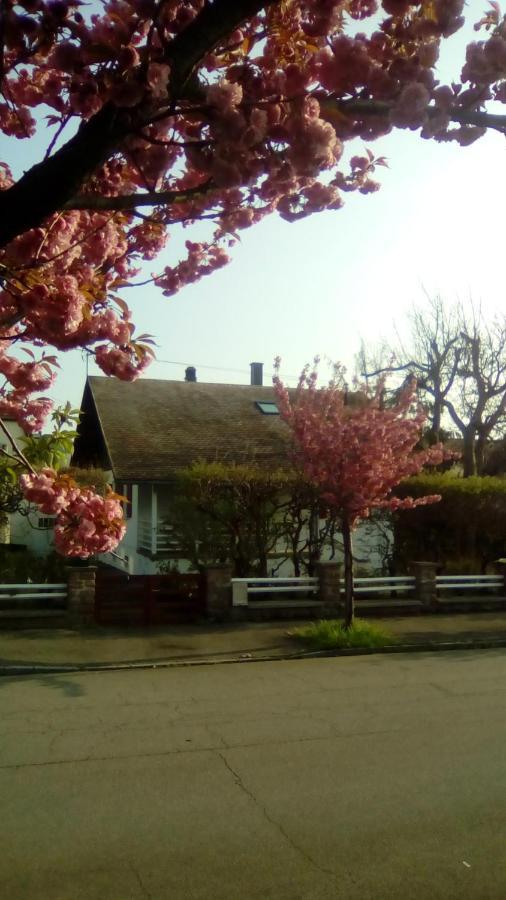 Chalet Montsegur Villa Colmar Dış mekan fotoğraf